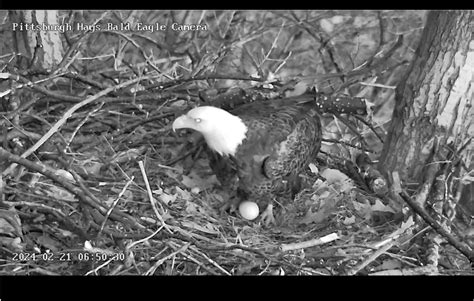 hays bald eagle|hays eagle cam 2024.